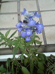 06.8.5a.jpg